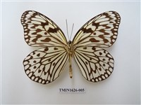 藏品(大白斑蝶)的圖片